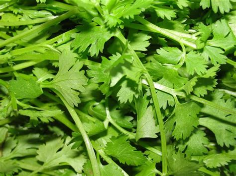 Cilantro, Flavorful Cuisines and Notably Nutritious - Eat The Planet