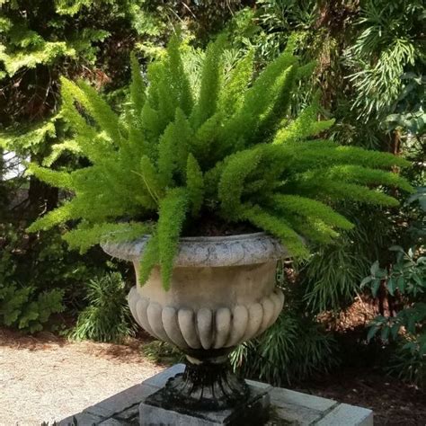 Foxtail Fern Care - Garden Center Point