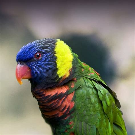 Rainbow Lory Personality, Food & Care – Pet Birds by Lafeber Co.