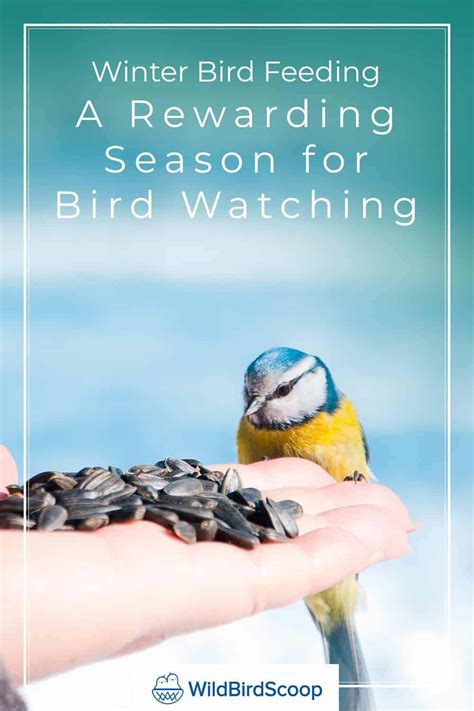 Winter Bird Feeding Is A Rewarding Season To Watch Wild Birds - Wild Bird Scoop