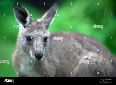 Wildlife murramarang national park hi-res stock photography and images - Alamy