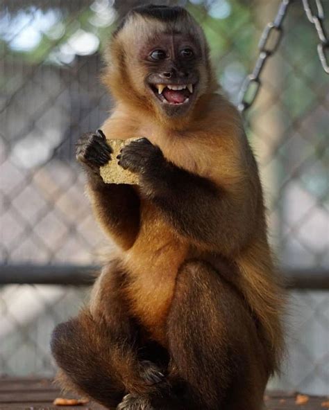 What a beautiful #smile Angie has ️😍🐒#CapuchinMonkey #Monkey # ...