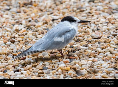 Common tern (Sterna hirundo) in non-breeding plumage on shingle beach ...