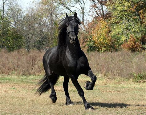 Animals : Friesian Black Running Horse . Friesian horse, Horse breeds ...