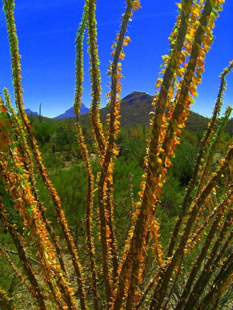 5.3.2015.Autumn Ocotillo - Desert Museum, Tucson, AZ. oct 3, 2014 ...