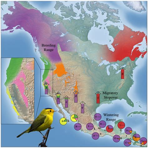 Warbler Migration Map 2024 - Hatti Koralle