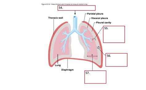 Intrapulmonary and Intrapleural Pressure Relationships Diagram | Quizlet