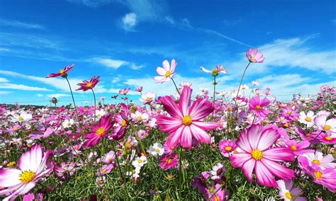 17 Annual Flowers For Pots and Container Gardens - A-Z Animals