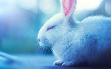 Cute Bunnies 4k Wallpapers - Wallpaper Cave