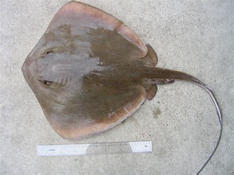 NJDEP Division of Fish & Wildlife - Skates and Stingrays of New Jersey