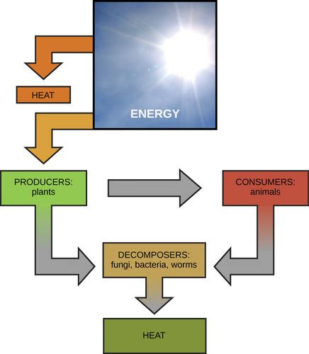 2.2 Energy | Environmental Biology