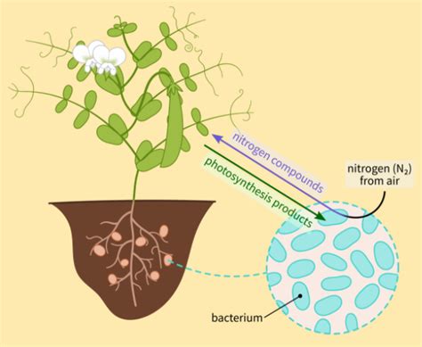 The cell of a root nodule in a leguminous plant shows a rod-shaped ...