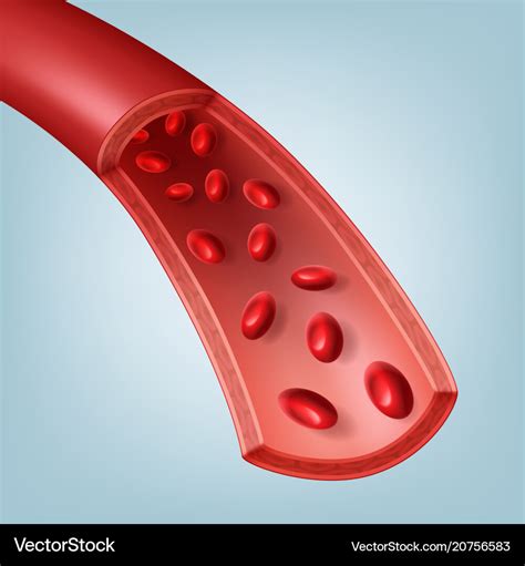 Blood vessel in section Royalty Free Vector Image