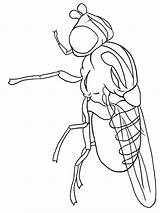 Fly coloring Pages  SeaColoring sketch template