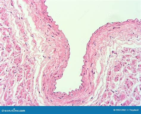 Histology of Heart Human Tissue Stock Image - Image of medical, nucleus ...