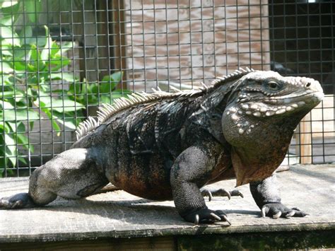 Cuban Rock Iguana Facts and Pictures