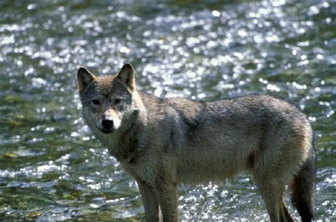 Wolf Photos - Animals in the Wild: Wildlife Photography by Jim Robertson