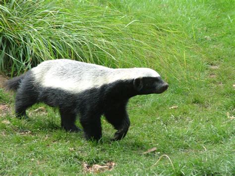 a large black and white animal walking across a lush green grass covered field next to tall grasses