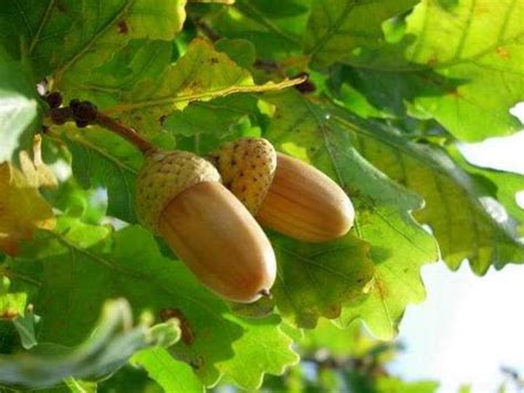 The history of the acorn. The structure and composition of the acorn