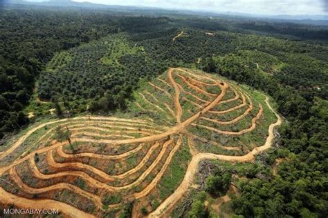 Deforestation- solutions, including reforestation | Green City Times