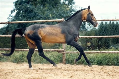 Equine 411: All About The Akhal-Teke