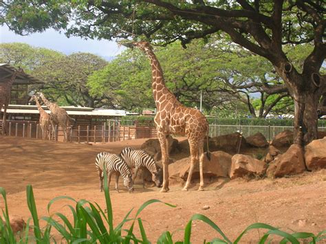 Honolulu zoo. | Honolulu zoo, Animals wild, Animals