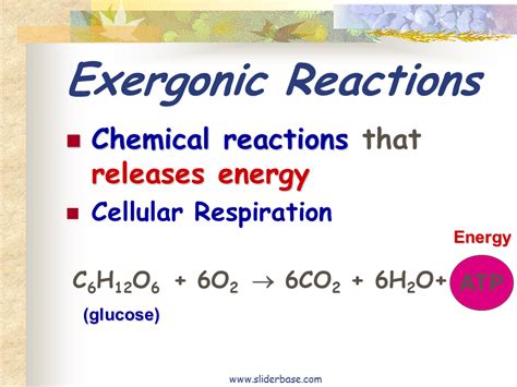 Bioenergetics - Presentation Biology