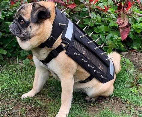 Spiky armour sales for small dogs spike following Metro Vancouver wildlife encounters ...