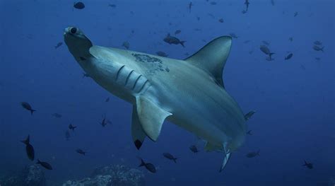 Tracking Hammerhead Sharks Reveals Conservation Targets To Protect Nearly Endangered Species ...