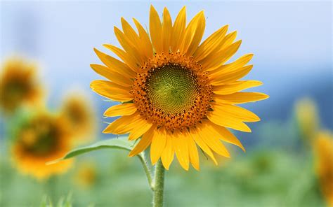 Single Sun Flower Wallpapers | HD Wallpapers | ID #5598