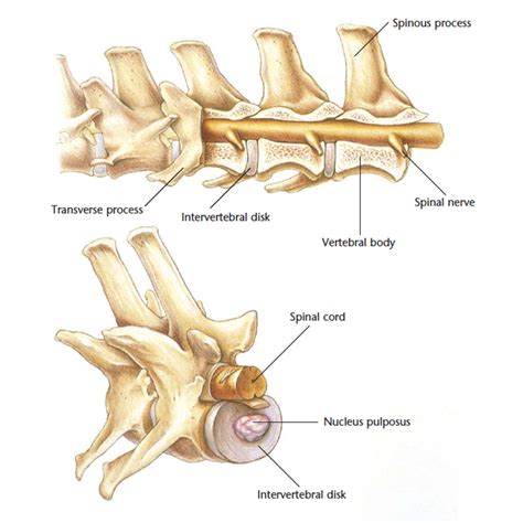 Hills Pet Nutrition | VetCheck Cat Vertebrae Anatomical Diagram