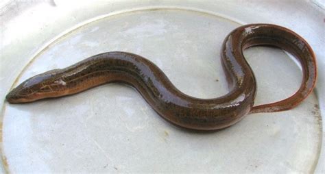 Live Swamp Eel From Bangladesh(monopterus Cuchia) - Buy Live Swamp Eel ...