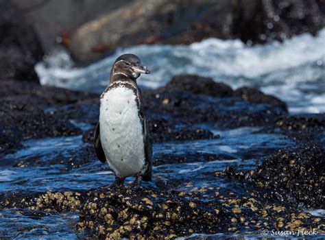 Galapagos Penguin