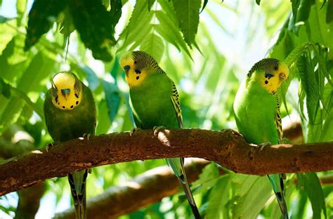 Parakeets Singing and Chirping (Video Gallery) | ThePerruches.com