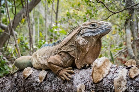 Brighter future for Jamaican Iguanas | Alliance for Zero Extinction