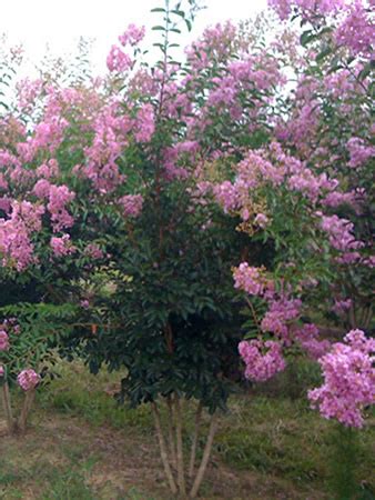 Lagerstroemia indica Lipan | Care Transplanters - Sunshine Coast Brisbane South East Queensland ...