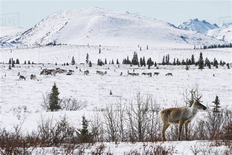 Reindeer in winter in 2021 | Herding, Reindeer, Natural landmarks