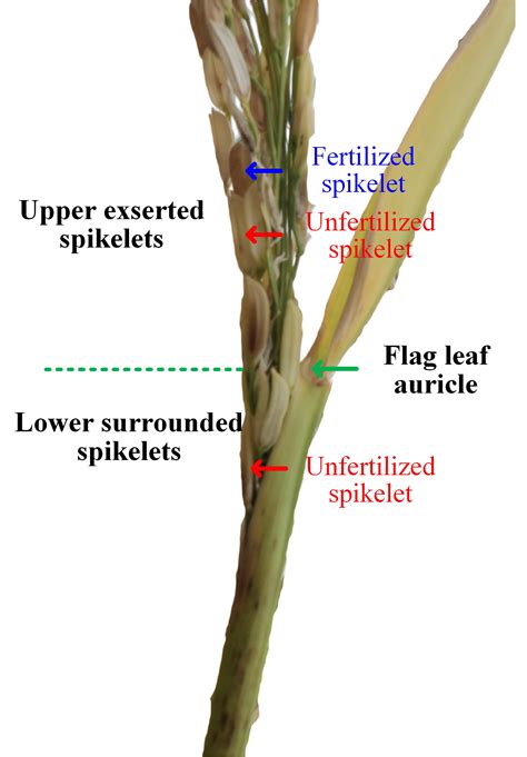 Roles of phytohormone changes in the grain yield of rice plants exposed to heat: a review [PeerJ]