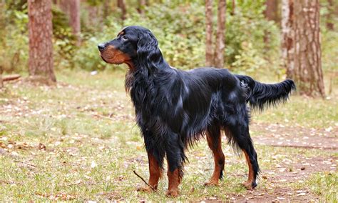 Gordon Setter: Characteristics, Care & Photos | BeChewy