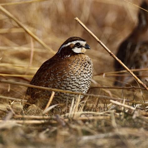 Rolling Plains Quail Research Ranch - YouTube