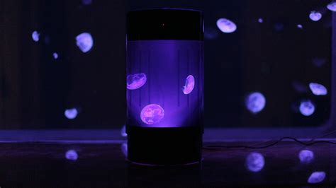 Jellyfish Tanks & Live Pet Jellyfish For Sale | Jellyfish Art