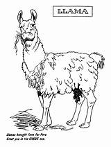 Llama Coloring Pages – Printable FREE sketch template