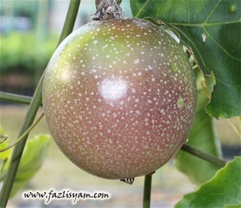 Buah Markisa – Segalanya Tentang Tumbuhan…