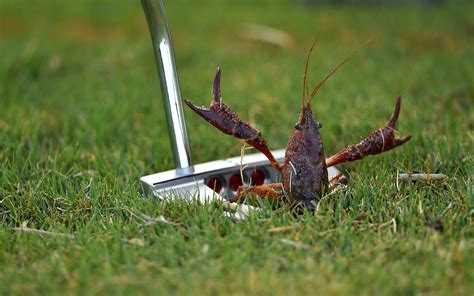 Crustacean - Friday Funnies: The Animals Of Golf - ESPN