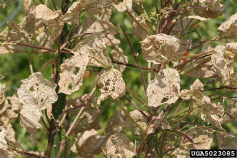 Mexican Bean Beetle Control | Bonnie Plants