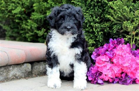 Portuguese Water Dog Puppies for Sale - Keystone Puppies