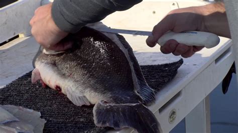 Filleting a Tautog (Blackfish) - YouTube