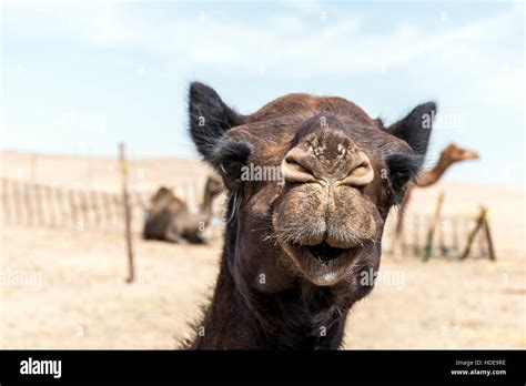 Funny Camel Face Stock Photos & Funny Camel Face Stock Images - Alamy