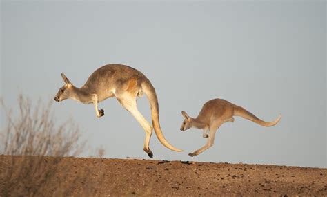 Kangaroo Facts—How Kangaroos Breathe While They Hop | Particle