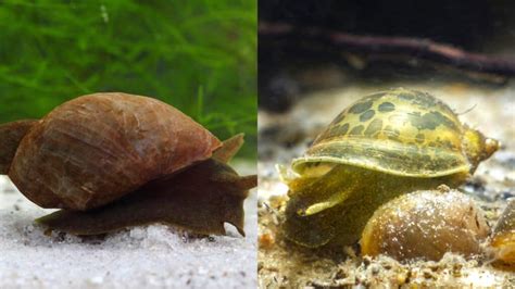 Pond Snail vs Bladder Snail–How To Tell Them Apart?